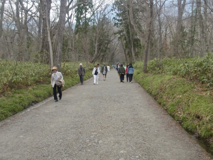 戸隠神社奥社への参道の画像